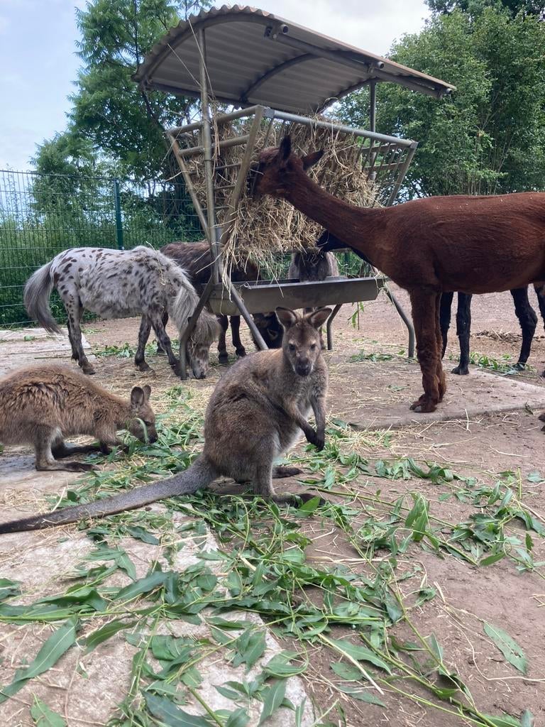 GEZOCHT; Dierenweitje voor onze parkdieren, Dieren en Toebehoren