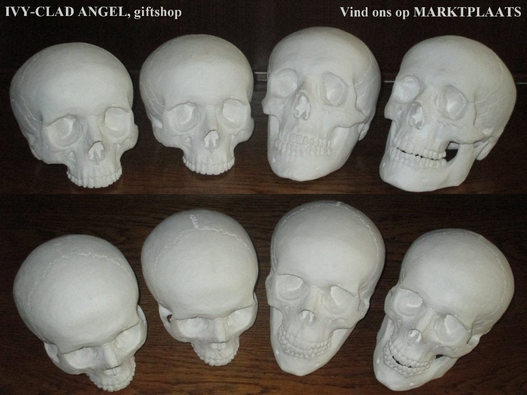 levensgrote Schedels, replica Skulls van BESCHILDERBAAR gips, Ophalen of Verzenden, Nieuw