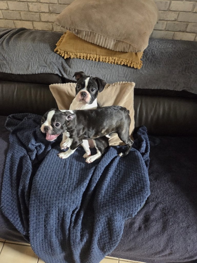 Boston Terrier reu en teef met stamboom uit geteste ouders, Dieren en Toebehoren, Honden | Jack Russells en Terriërs, Meerdere dieren