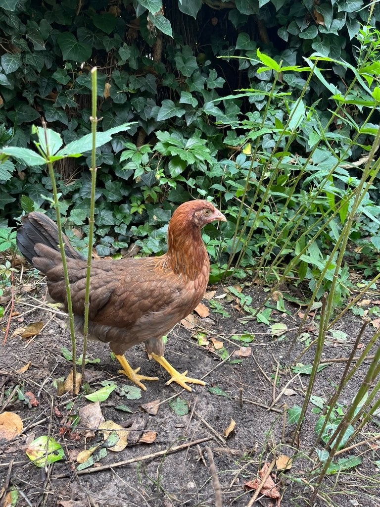 Welsumer hennen, Dieren en Toebehoren, Vrouwelijk, Kip