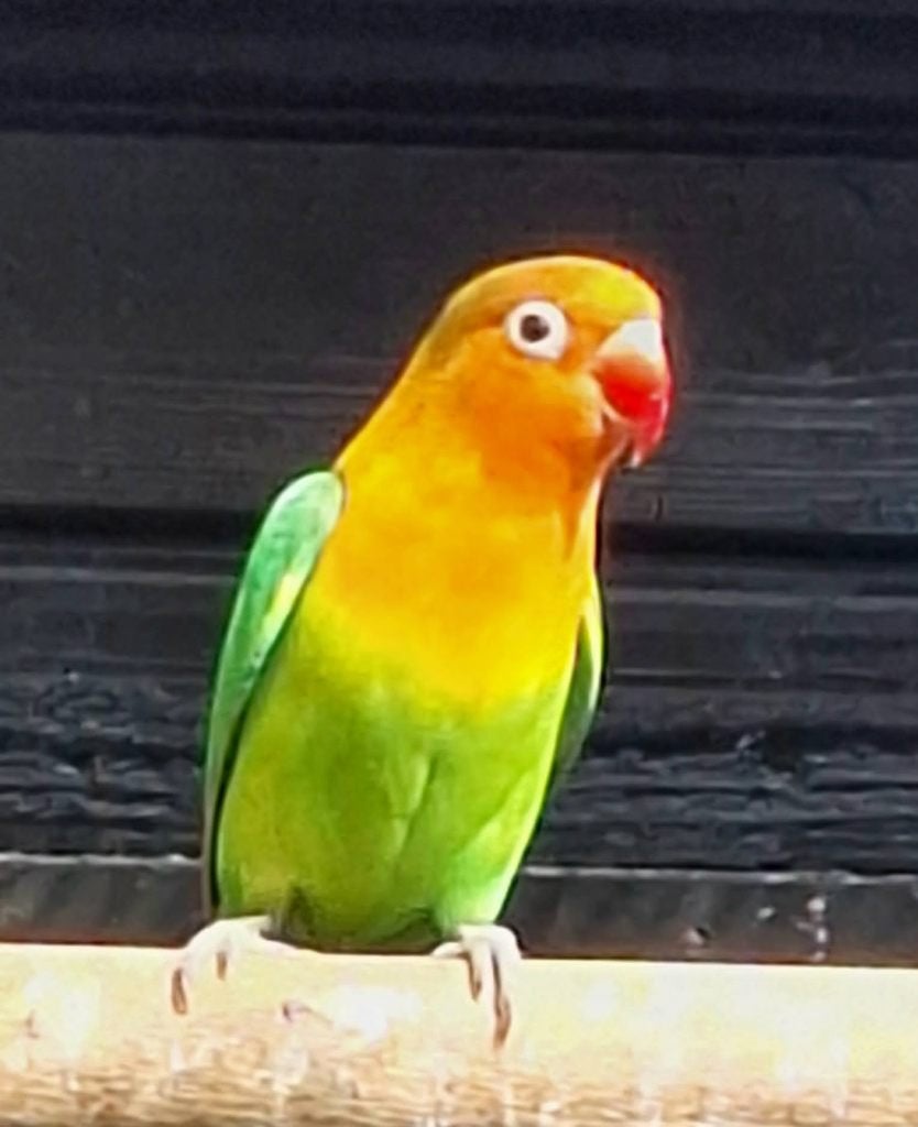 agapornis fischeri dwergpapegaai, Geslacht onbekend, Dwergpapegaai of Agapornis