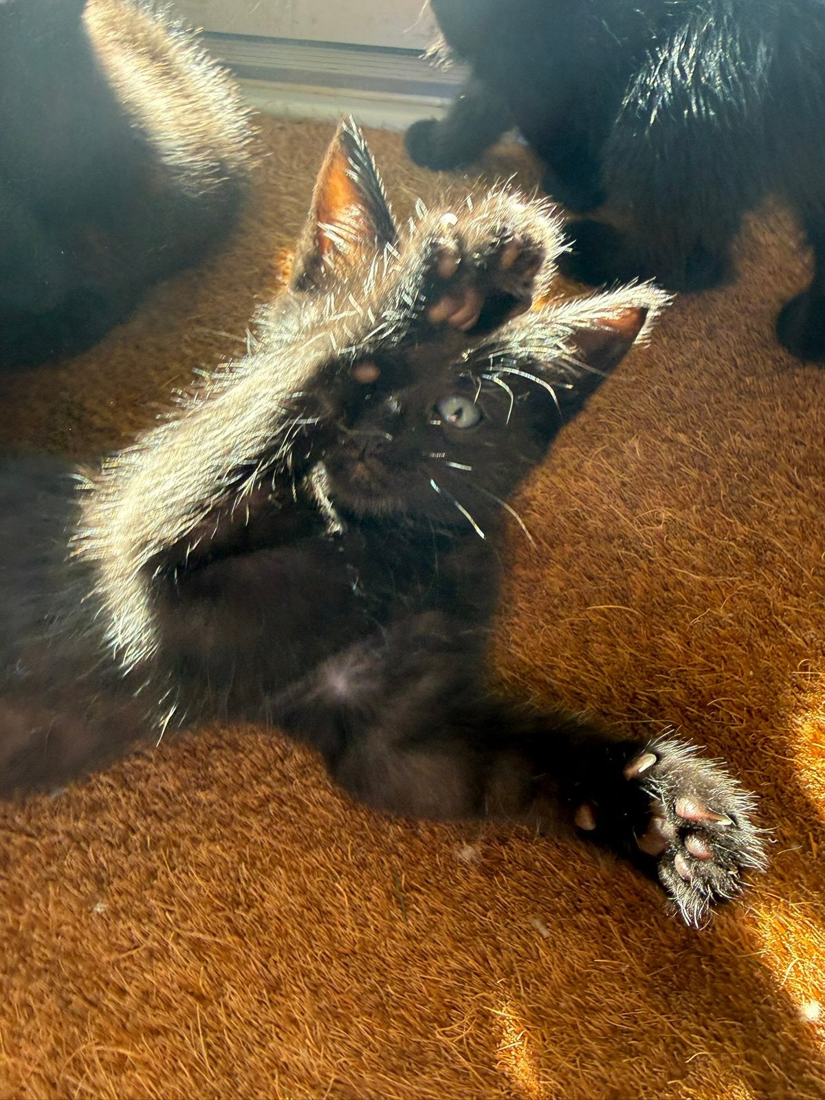Kitten vrouwtje zoekt huisje, Dieren en Toebehoren, Meerdere dieren
