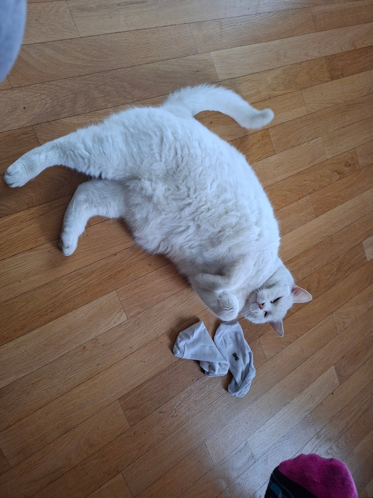 gratis af te halen lieve kater, Kater, Kortharig, 6 jaar of ouder