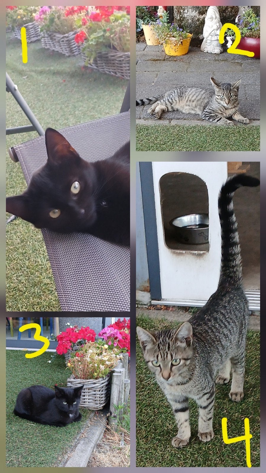 Tekoop  4 boerderijkittens  GERESERVEERD, Dieren en Toebehoren, Katten en Kittens | Overige Katten, Meerdere dieren