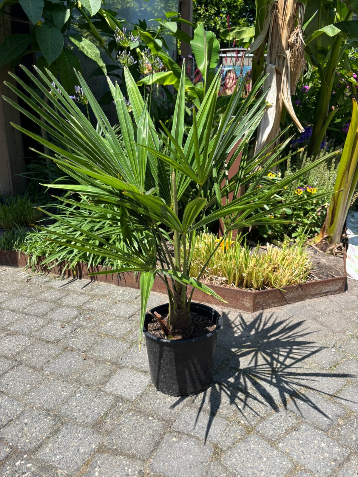 Palm trachycarpus fortunei circa 20 stuks, Ophalen, Overige soorten, Volle zon