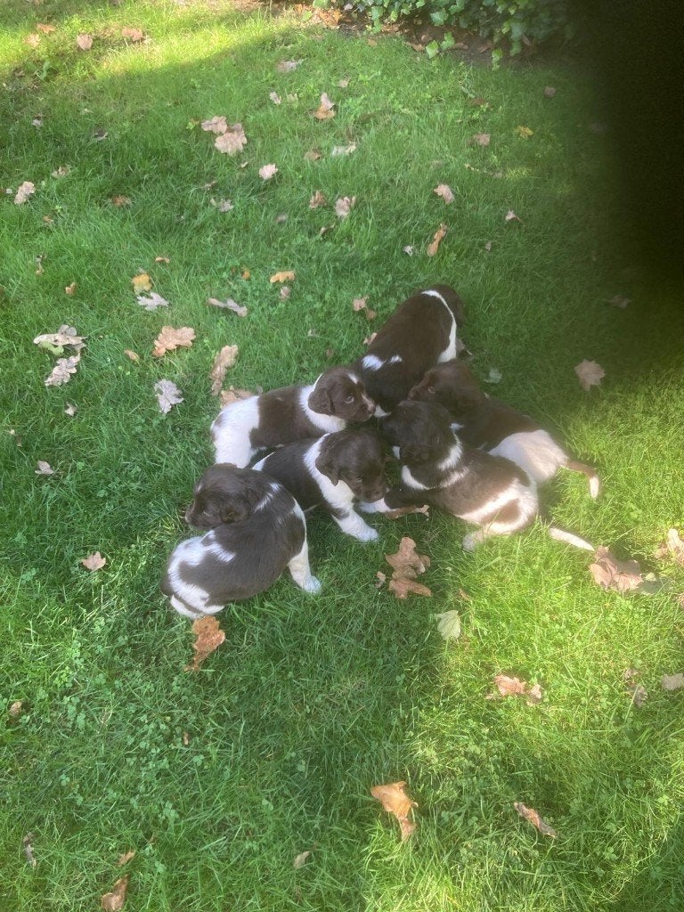 Heidewachtel pups, Overige rassen, 8 tot 15 weken, Meerdere, Meerdere dieren