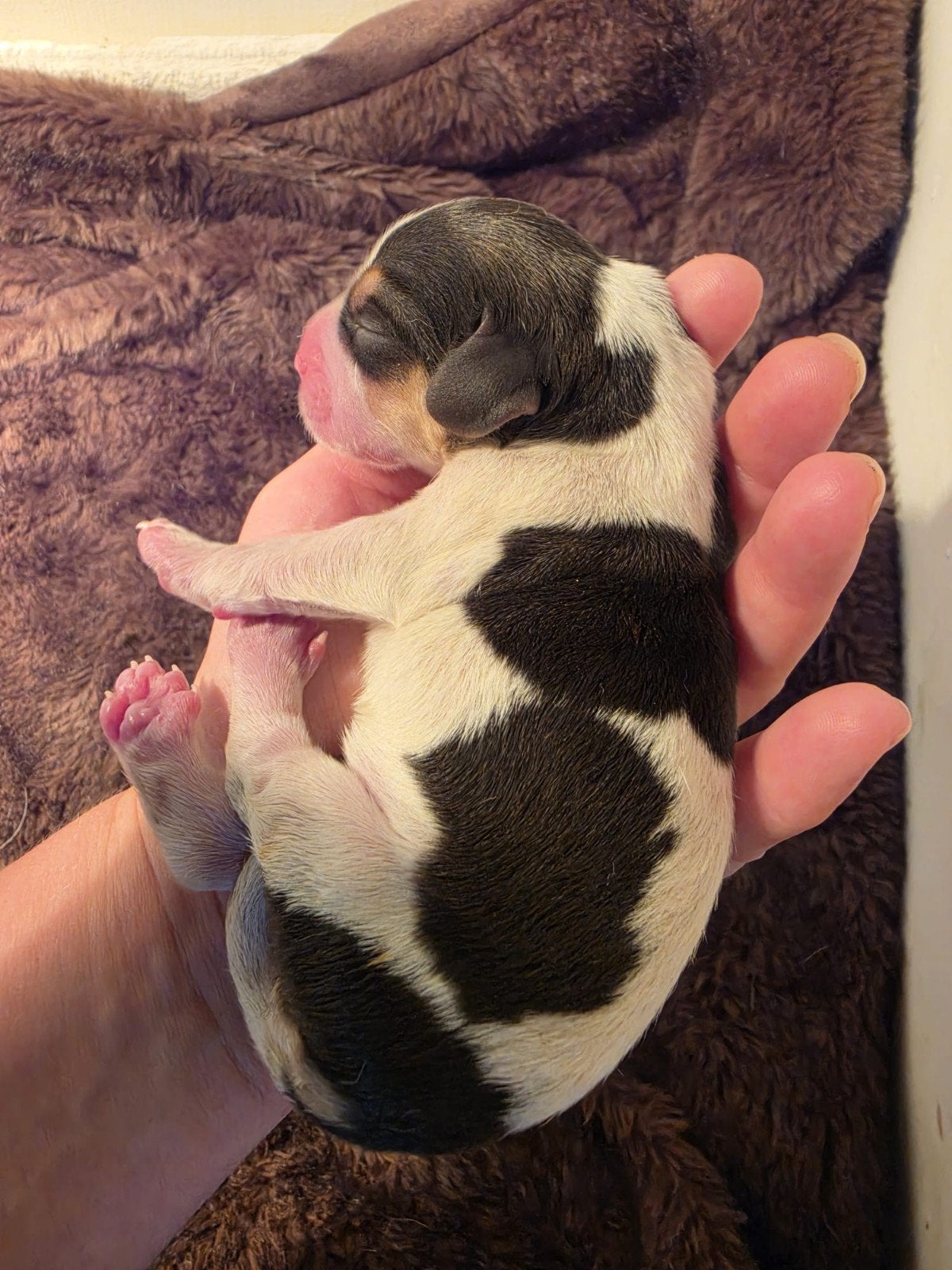 Engelse pocket beagle pups, 100% beagle, Beagle, 8 tot 15 weken, Meerdere, Meerdere dieren