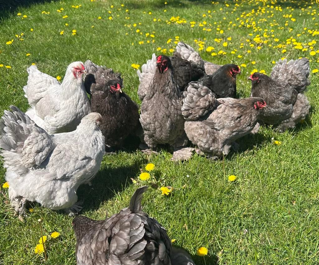 Brahma blauw/ zwart broedeieren, Geslacht onbekend, Kip
