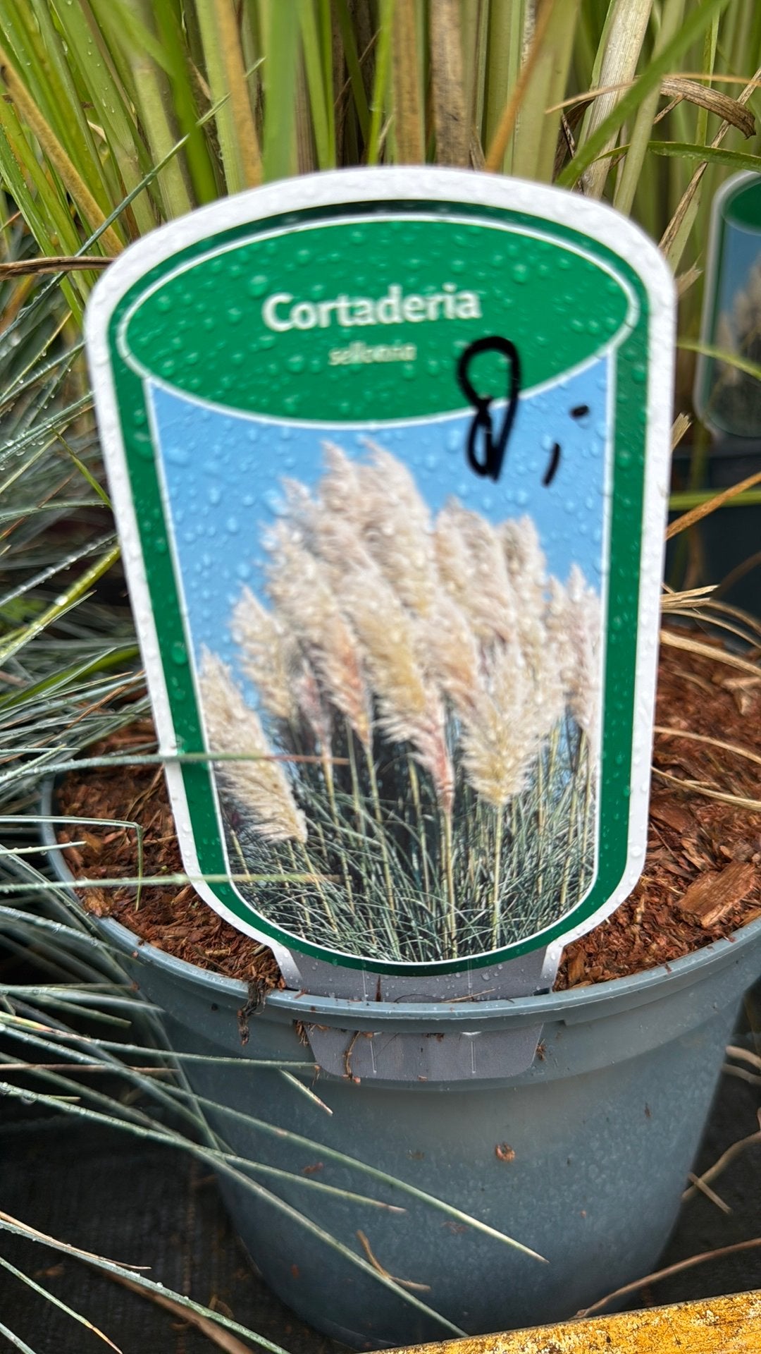 Grote volle pampa’s gras in 19 cm pot, ook Tiny pampa 60 cm, Ophalen, Volle zon, Vaste plant, Siergrassen