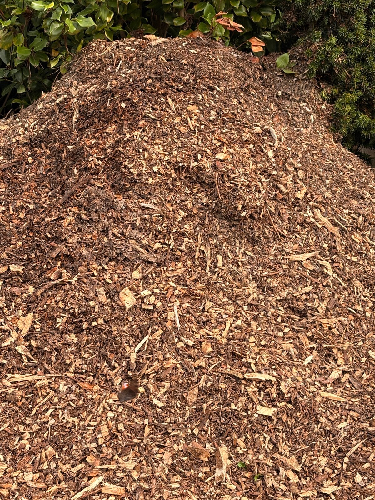 Gratis hout snippers voor tuin of paden, Ophalen, Gebruikt