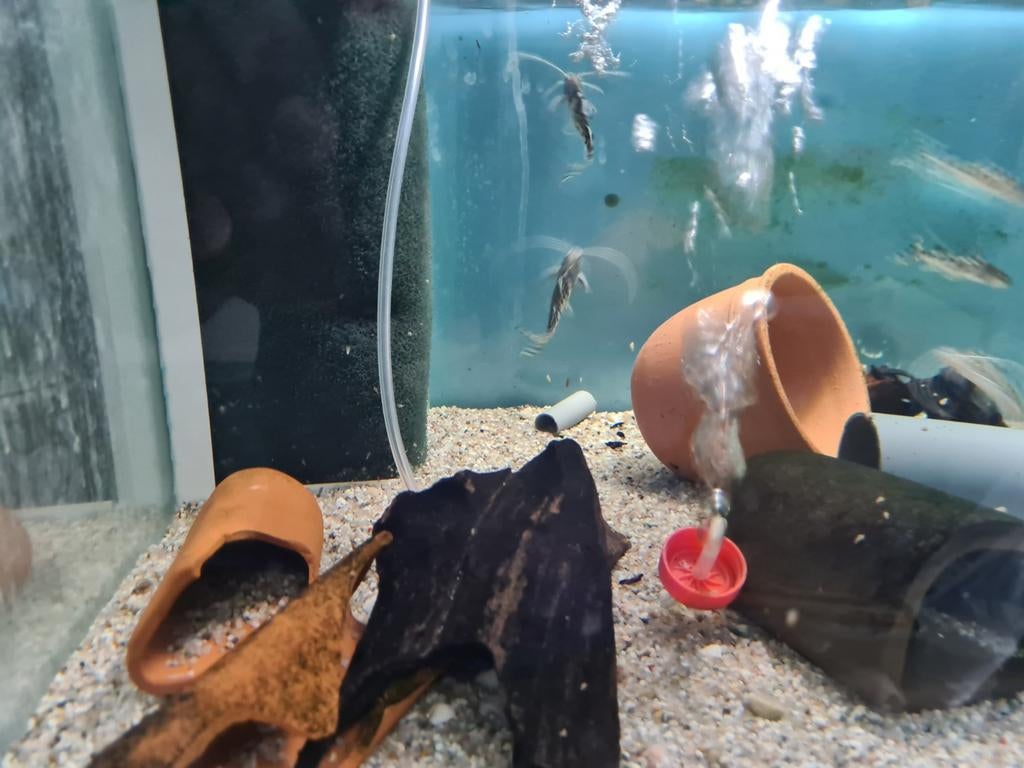 Pimelodus Pictus, antenne meerval, Dieren en Toebehoren, Vissen | Aquariumvissen, Vis, Zoetwatervis
