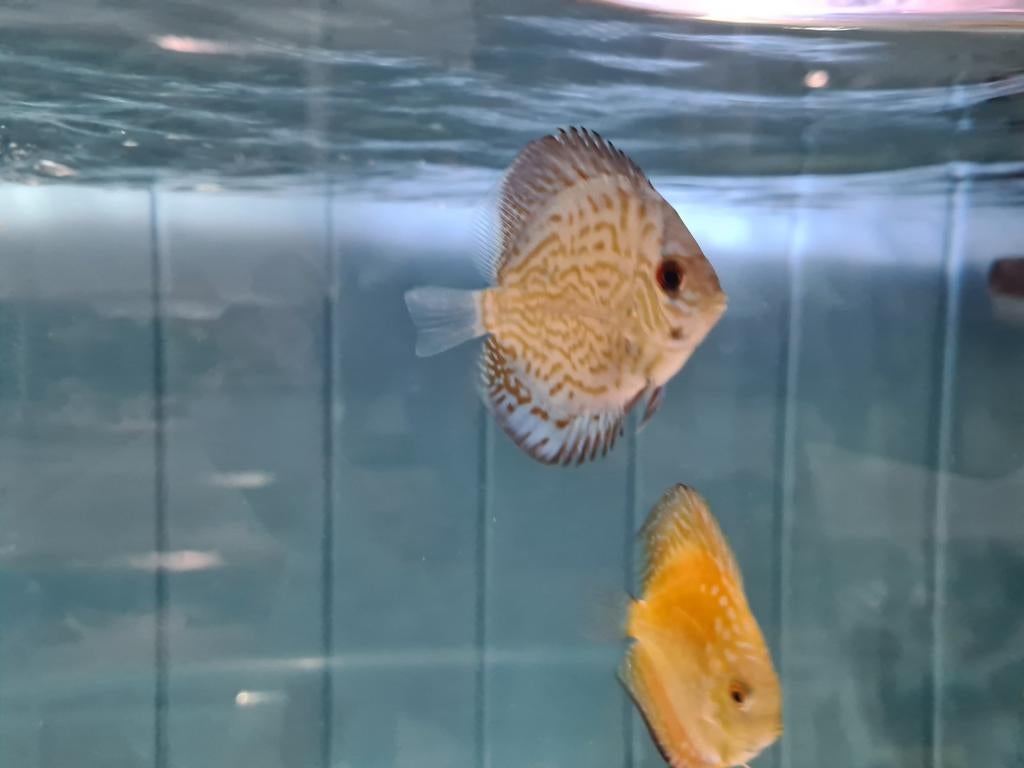 Giant Blue Flora Discus, Symphysodon Discus, Dieren en Toebehoren, Vis, Zoetwatervis