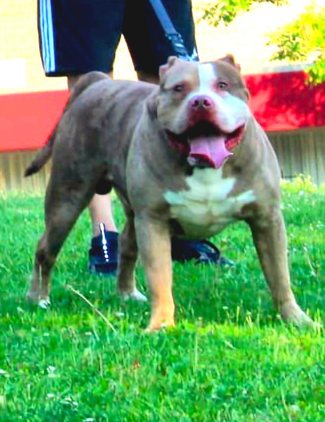 American bully xl merle dekreu, Reu, 1 tot 2 jaar, Eén hond, CDV (hondenziekte)