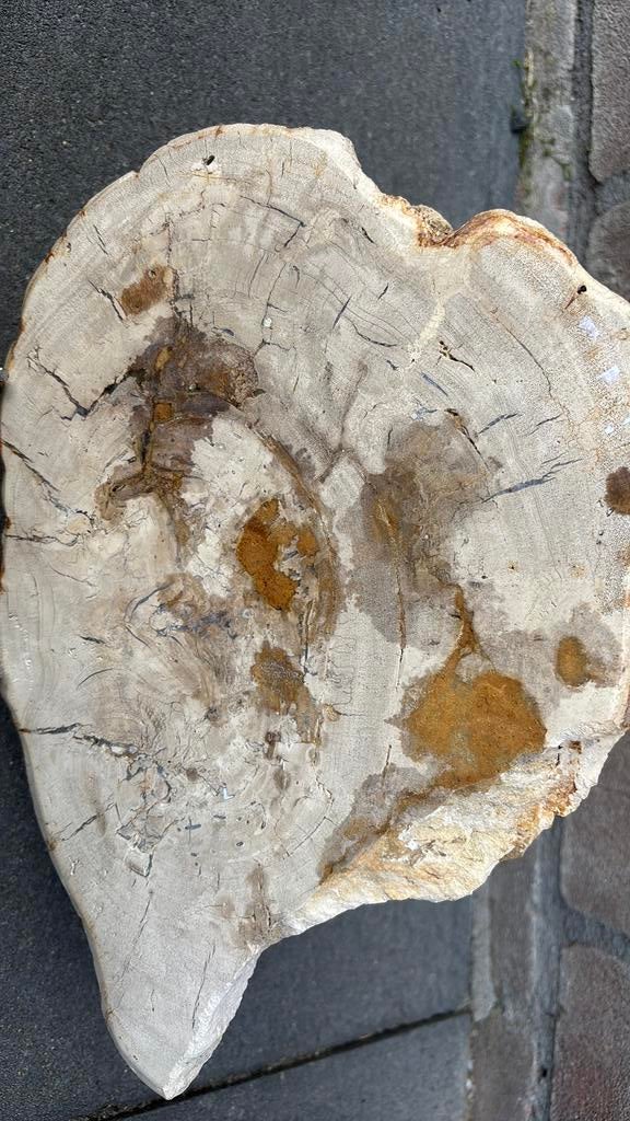 Versteend hout schijf 1,5 kg, Ophalen of Verzenden