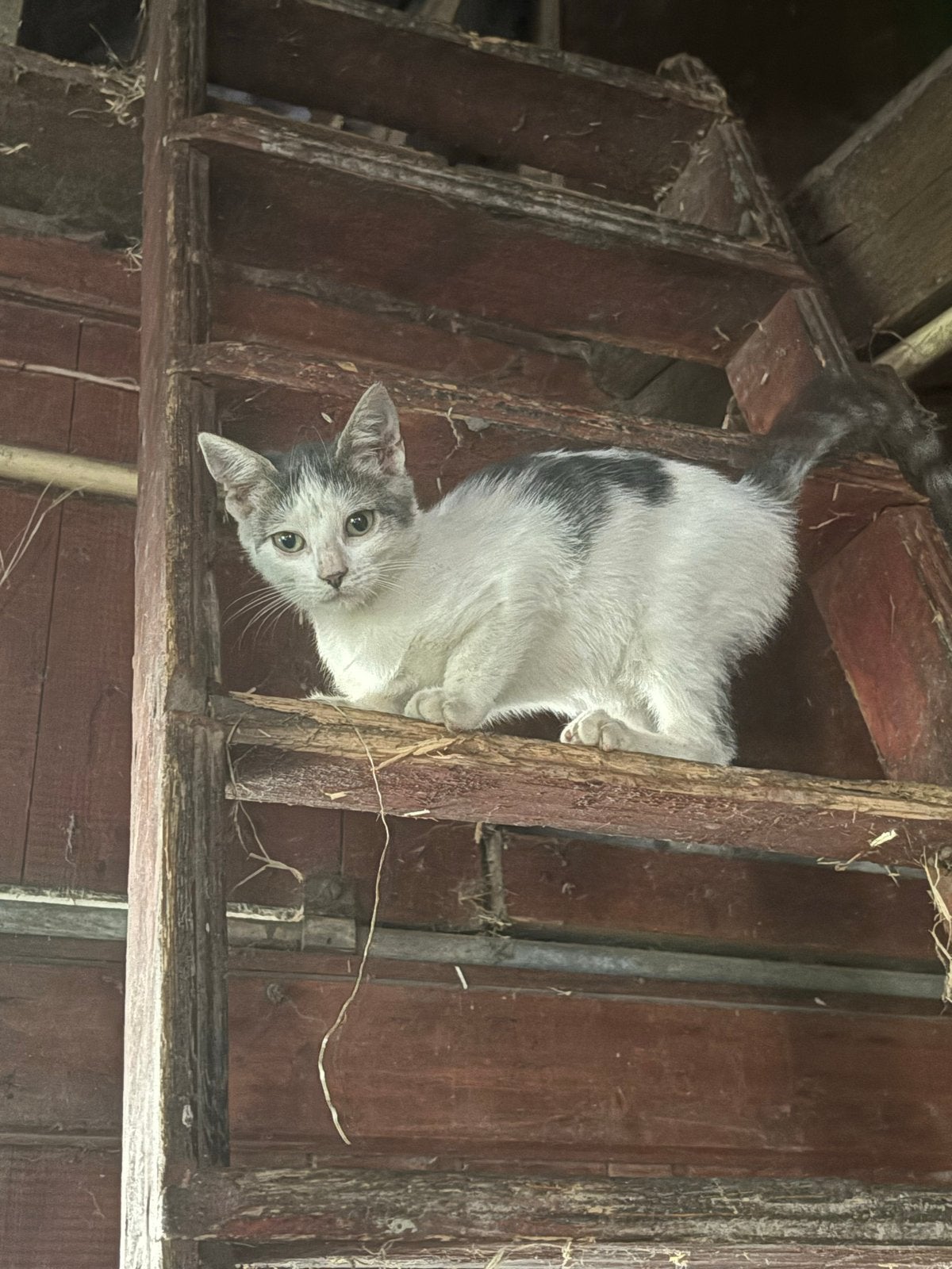 Boerderij kitten, Dieren en Toebehoren, Poes, 0 tot 2 jaar
