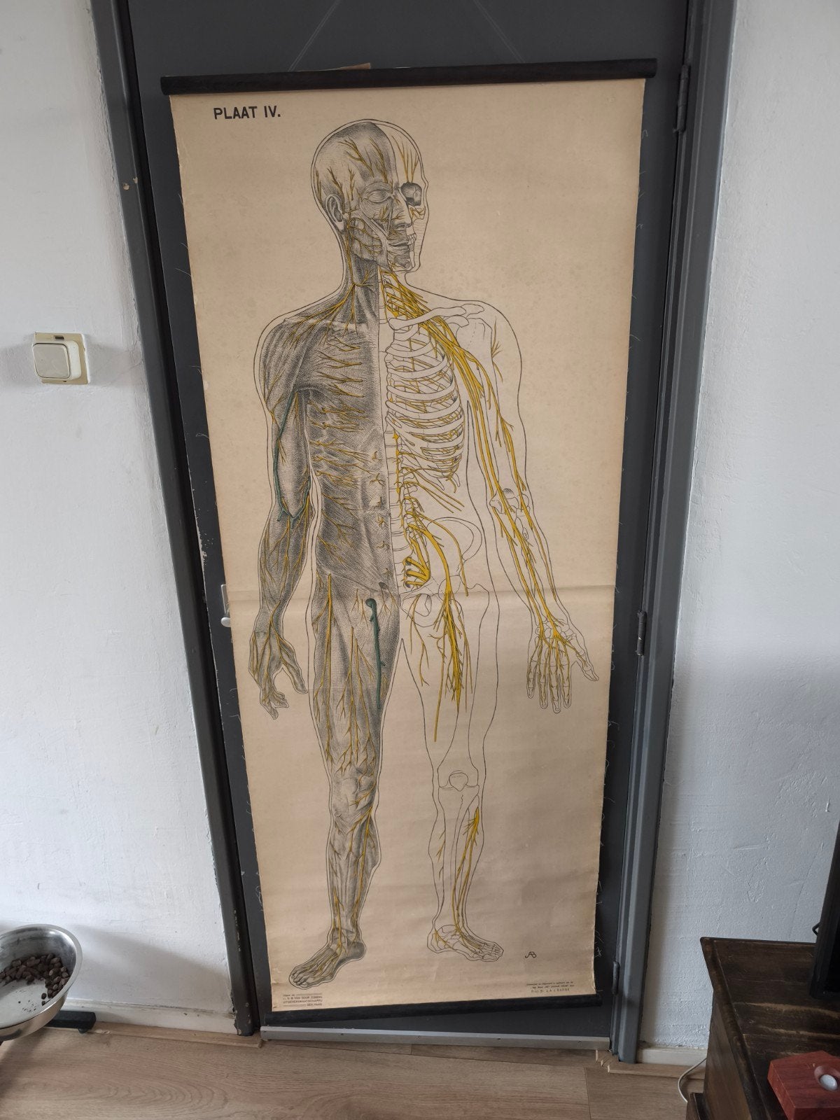 Vintage Anatomische Schoolplaat Menselijk Zenuwstelsel, Antiek en Kunst, Antiek | Schoolplaten, Ophalen of Verzenden, Natuur en Biologie