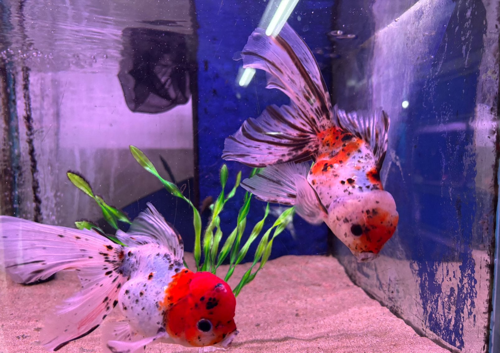 Premium oranda, Dieren en Toebehoren, Vissen | Aquariumvissen