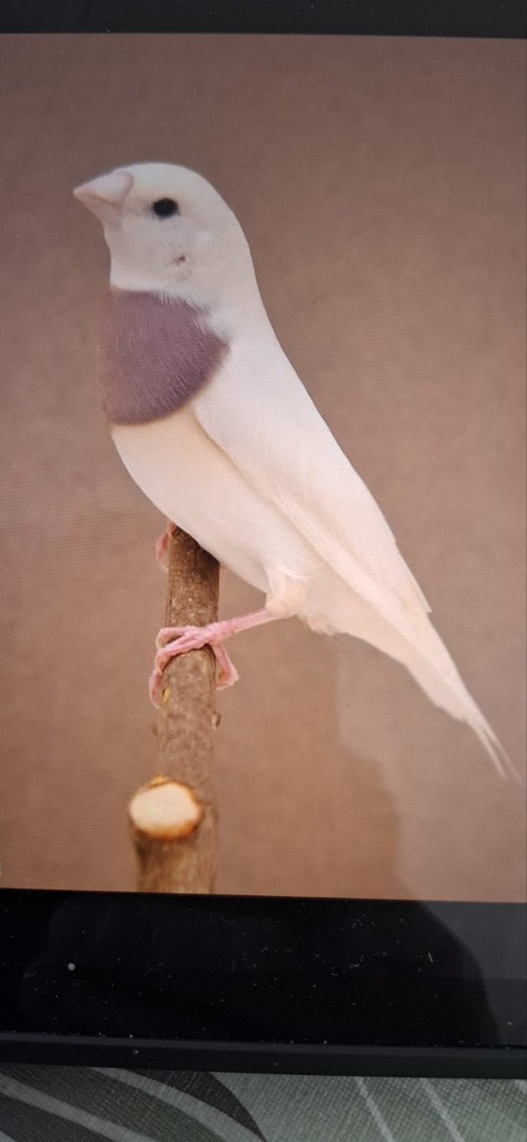 Gevraagd: Soortgelijke Gouldamadine (koudkweek), Dieren en Toebehoren, Vogels | Overige Vogels, Tropenvogel