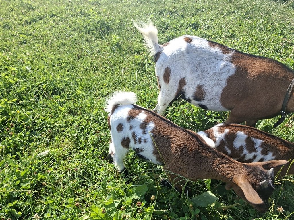 3 makke mooie bonte dwerg bokjes, Mannelijk, Geit, 0 tot 2 jaar
