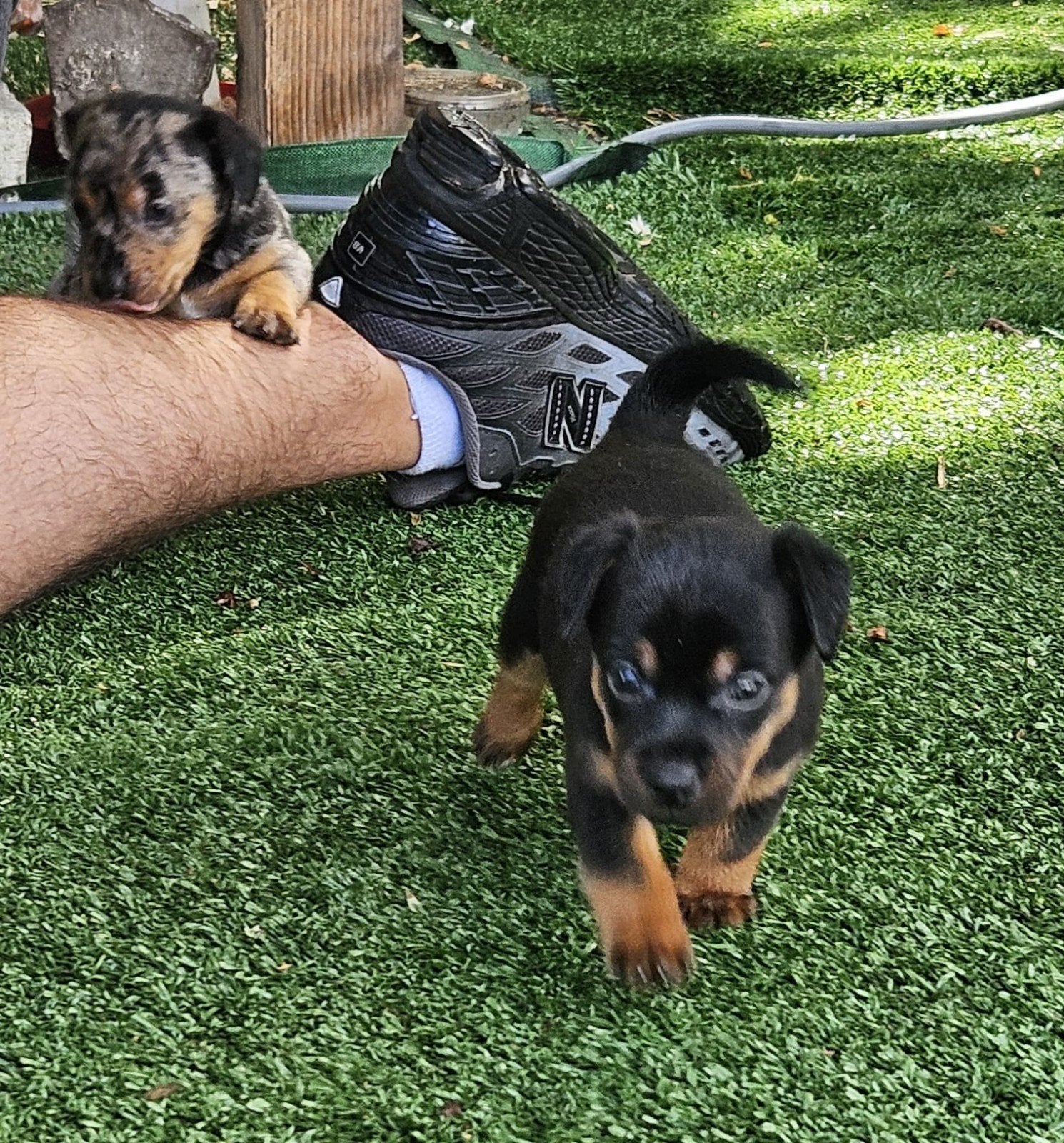 black&tan pup teefje, Jack Russell Terriër, 8 tot 15 weken, Teef, Eén hond