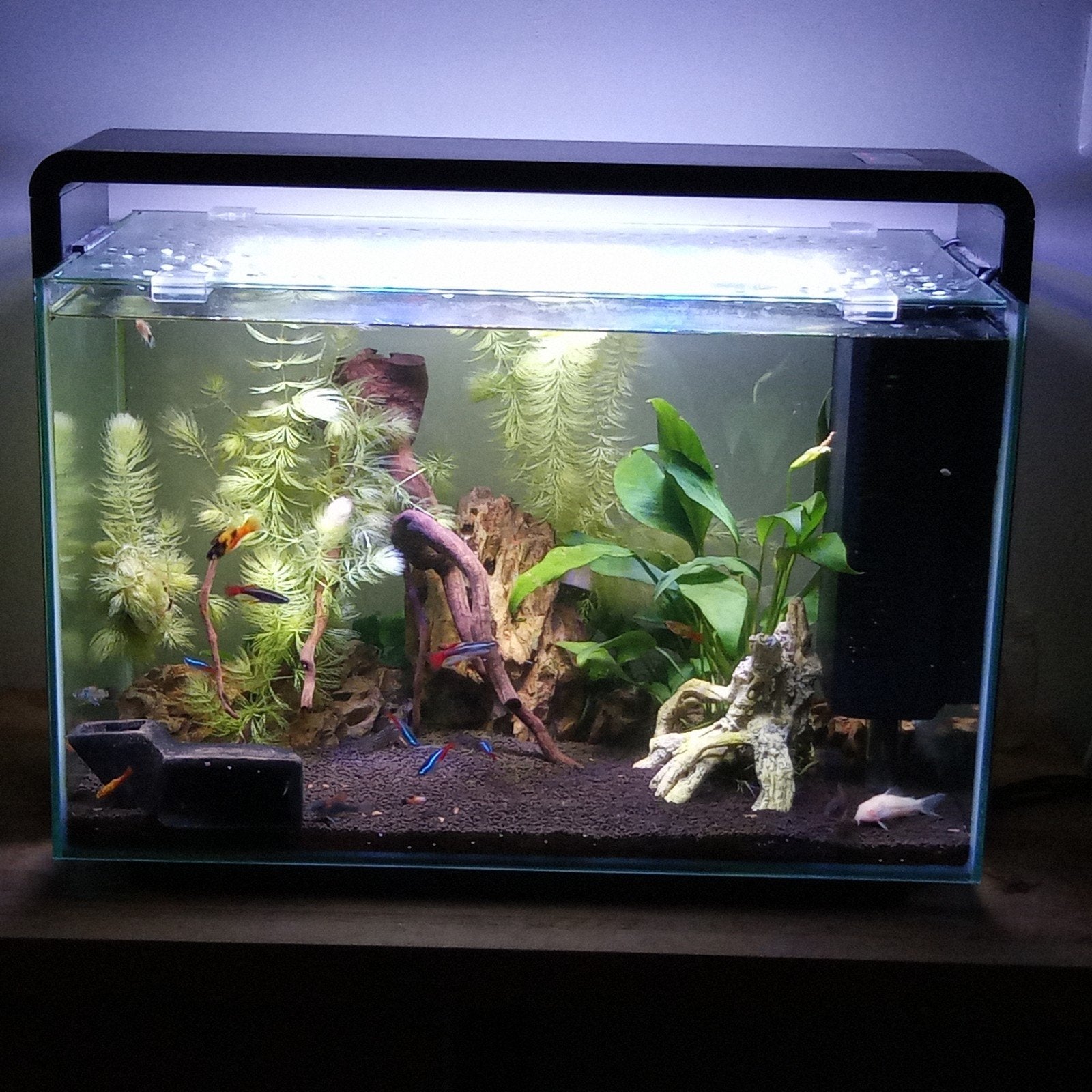 aquarium superfish Home 65 met heel veel extra's, Dieren en Toebehoren, Ophalen, Inclusief vissen, Gebruikt, Gevuld zoetwateraquarium