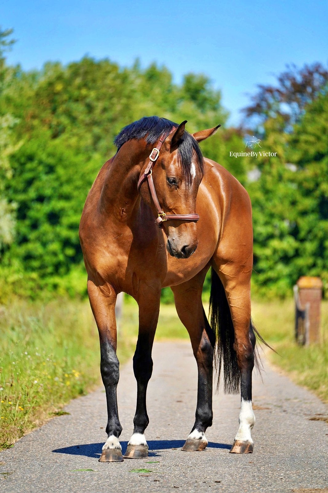 3 jarige fijne springruin, Dieren en Toebehoren, Springpaard, Met stamboom, Ruin, Niet van toepassing