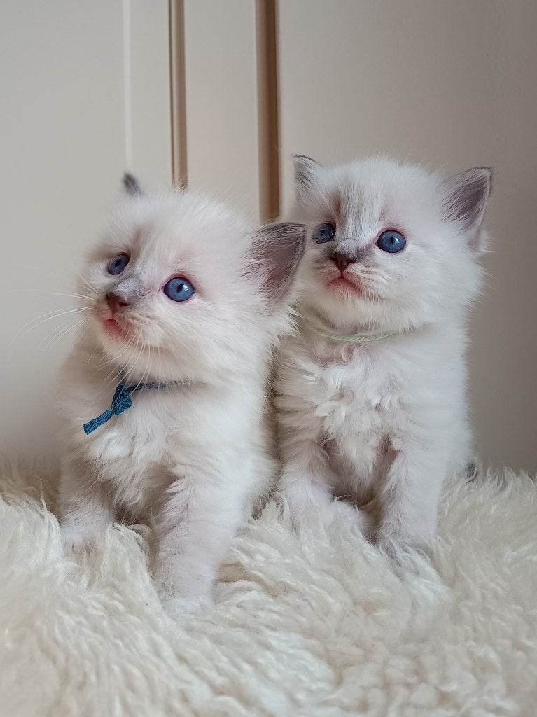 Prachtige Nebelung x Ragdoll kittens, liefdevol opgegroeid, Meerdere dieren, Ontwormd, 0 tot 2 jaar