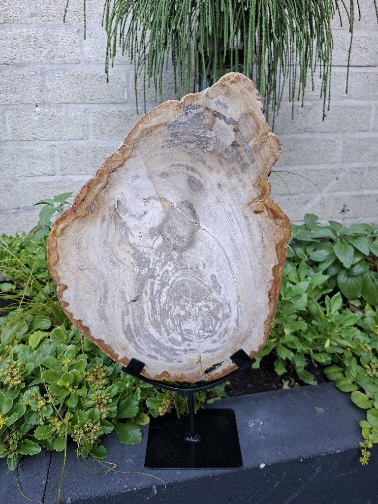 Versteend hout op standaard, Ophalen of Verzenden, Mineraal