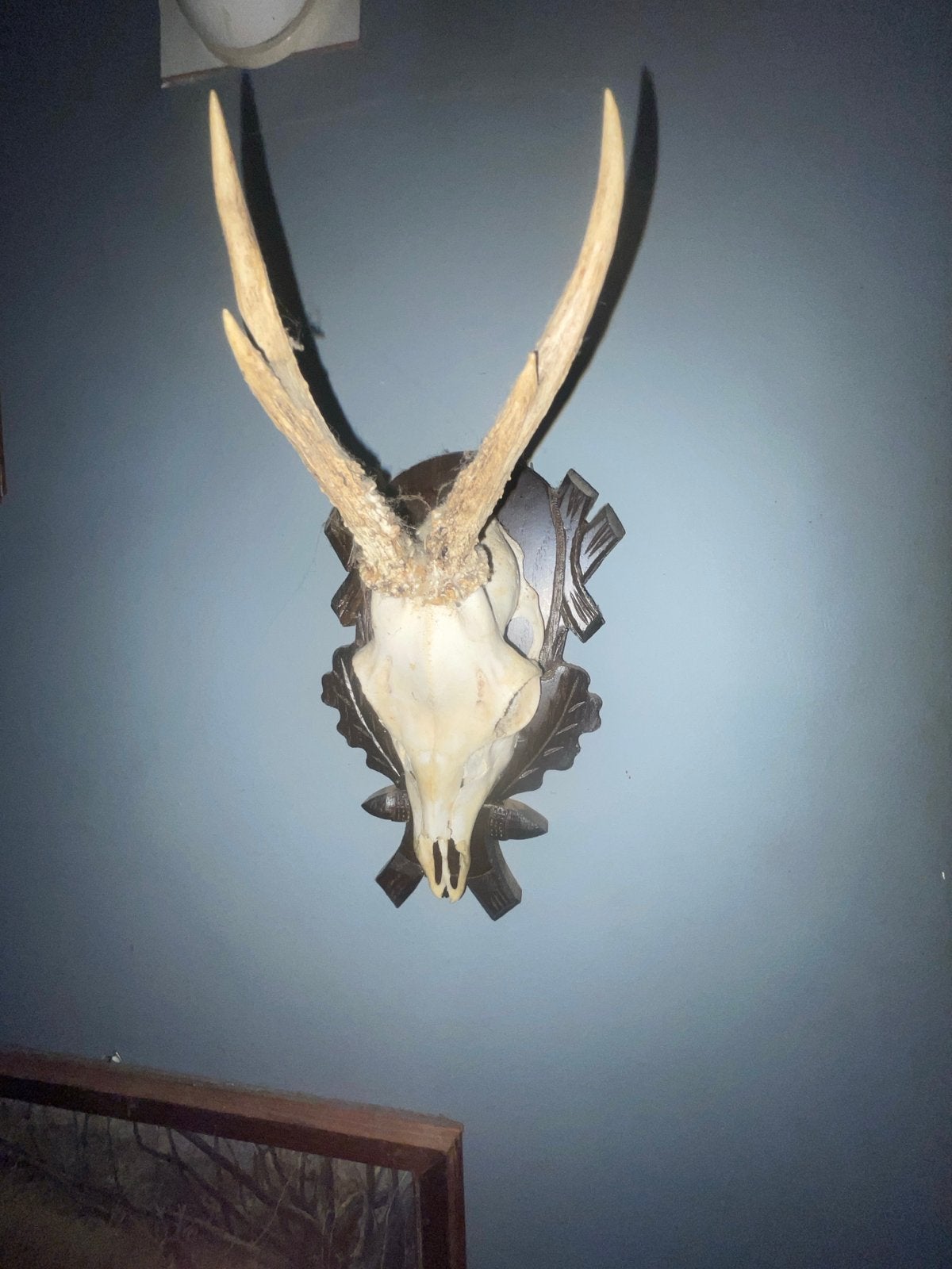 Hertenkop met gewei - Decoratief en authentiek, Ophalen of Verzenden