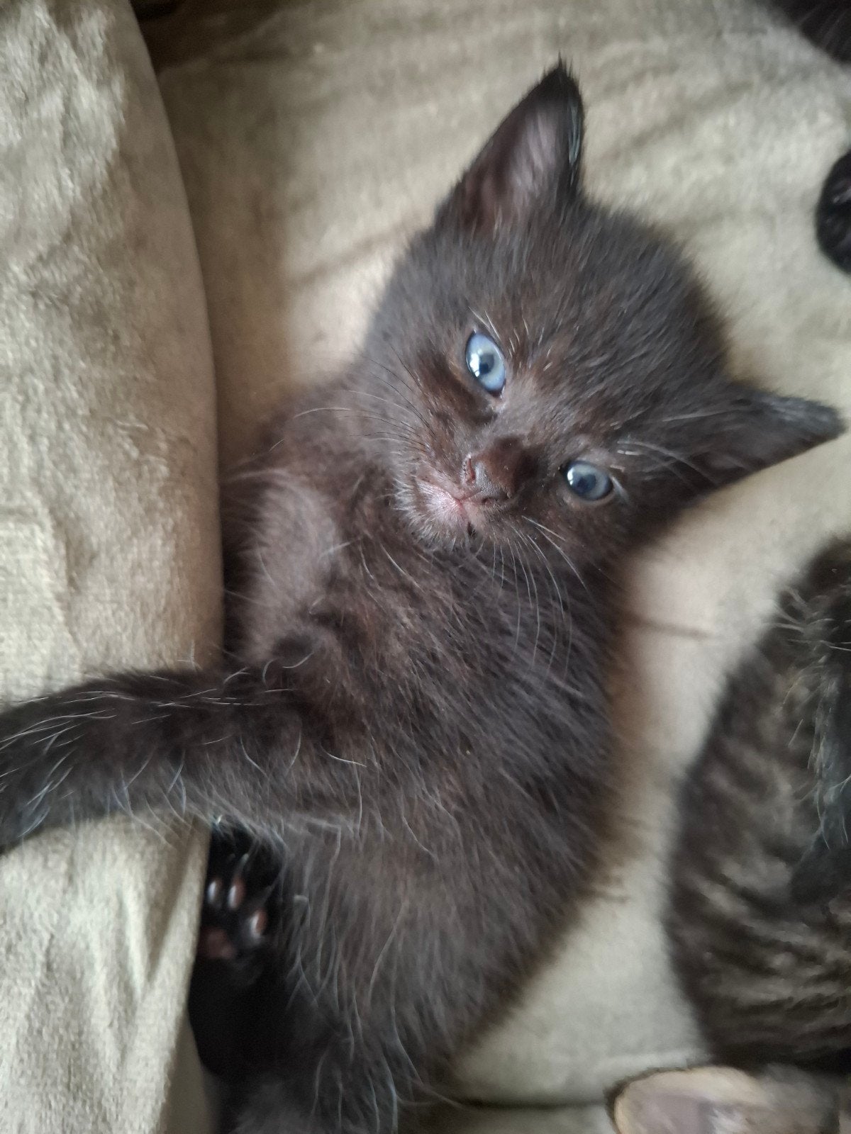 2 prachtige lieve kittens zoeken gouden mandje!, Geslacht onbekend