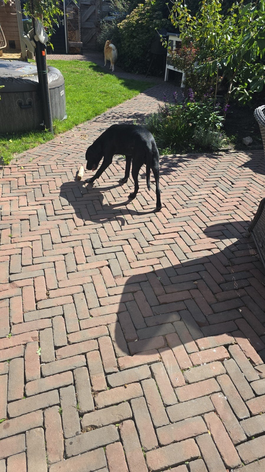 Cas, Reu, 1 tot 2 jaar, Eén hond, Nederland