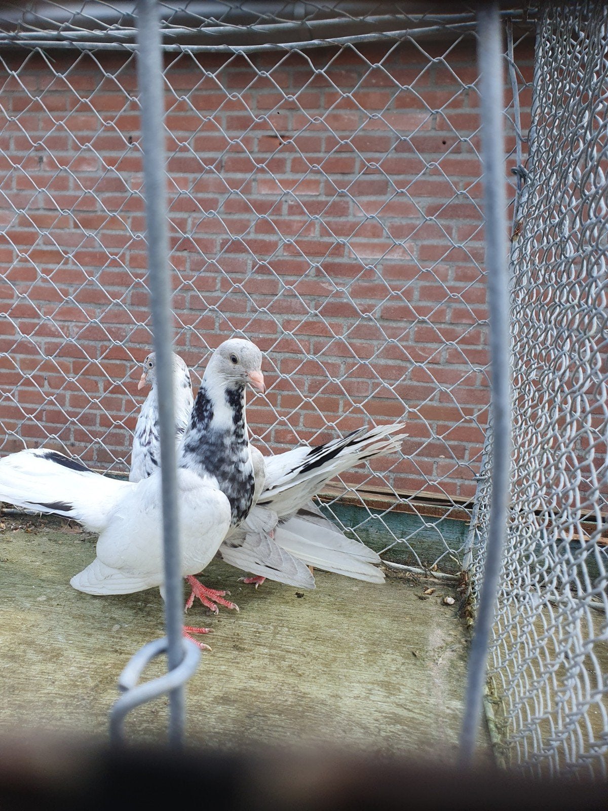 oosterse rollers, Dieren en Toebehoren, Vogels | Duiven, Tuimelaar of Roller