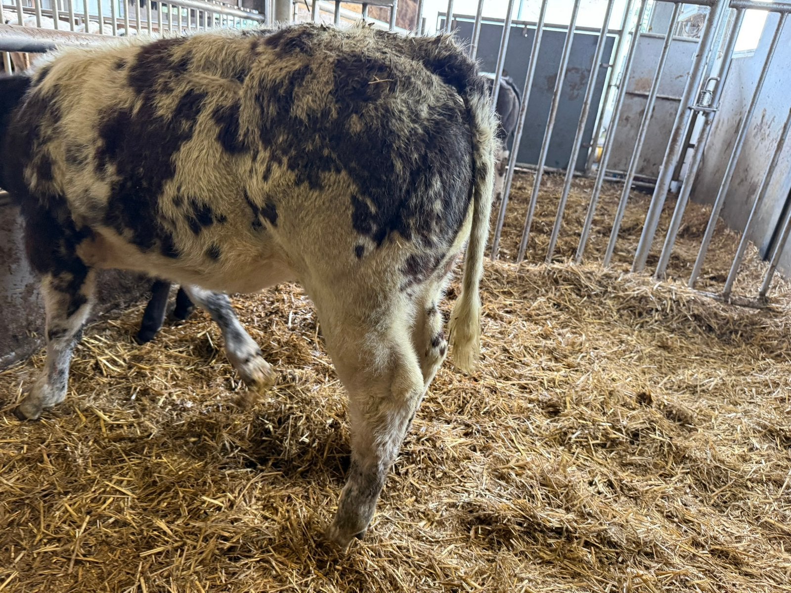 Dikbil vaarskalf te koop, Dieren en Toebehoren, Vrouwelijk