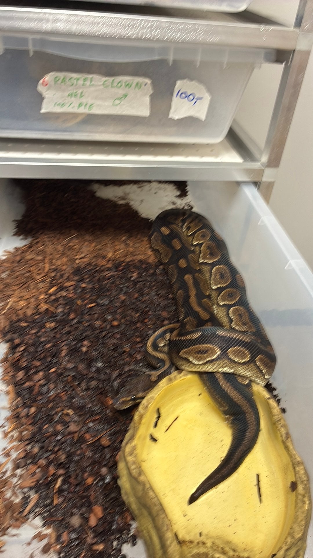 Ball python regius Ball Python photo 3