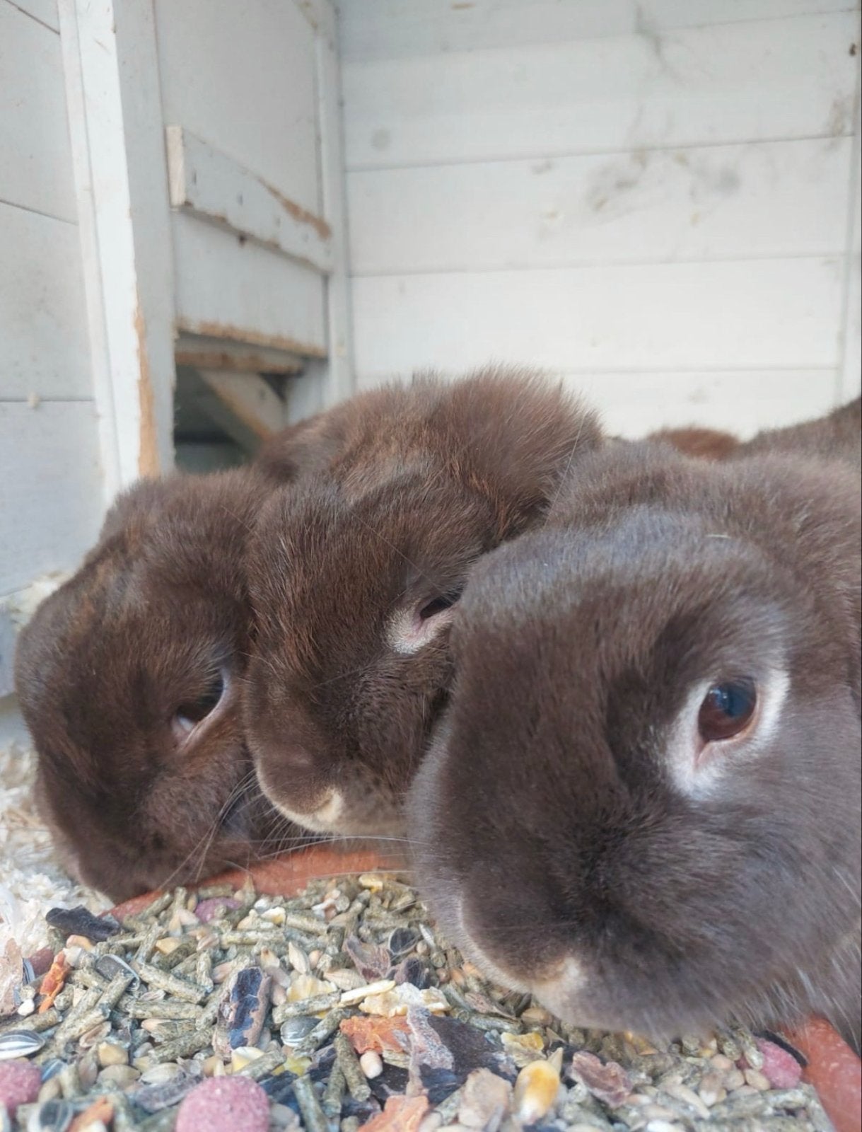 Lief konijn gezinnetje, Dieren en Toebehoren, Konijnen, Mannelijk, Dwerg