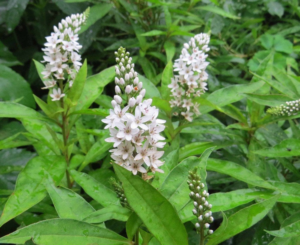 Vaste plant : Lysimachia Clethroides 2 euro, Volle zon, Vaste plant, Zomer, Ophalen