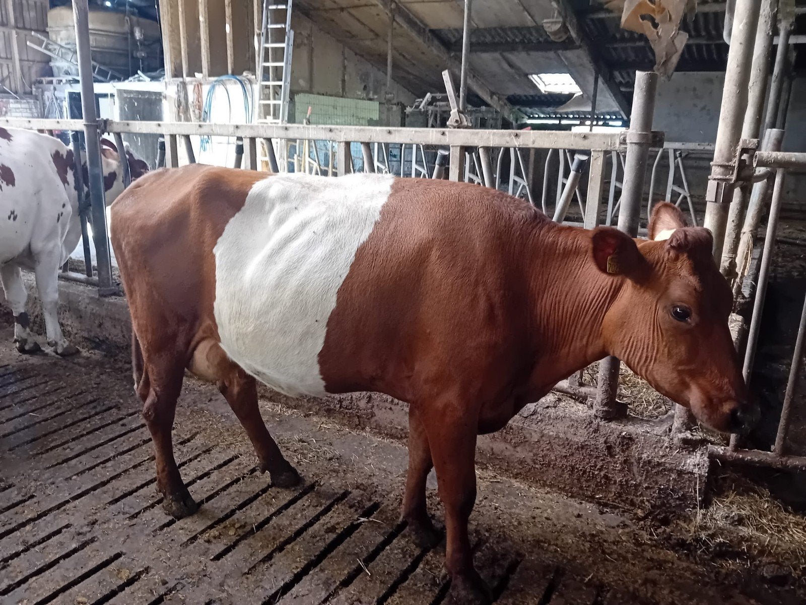 Lakenvelder koe, drachtig, Vrouwelijk, 3 tot 6 jaar