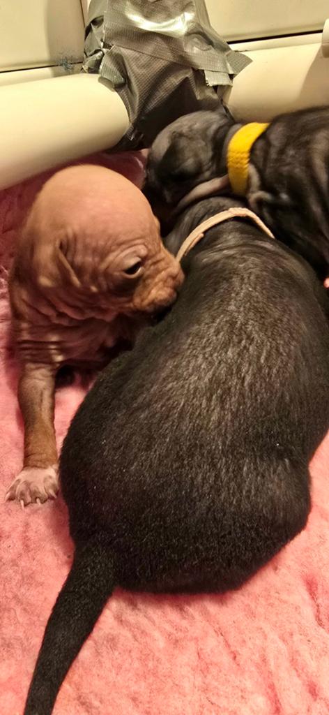 American Hairless Terriër/ Amerikaanse Naakthond, Overige rassen, 8 tot 15 weken, Meerdere, Meerdere dieren