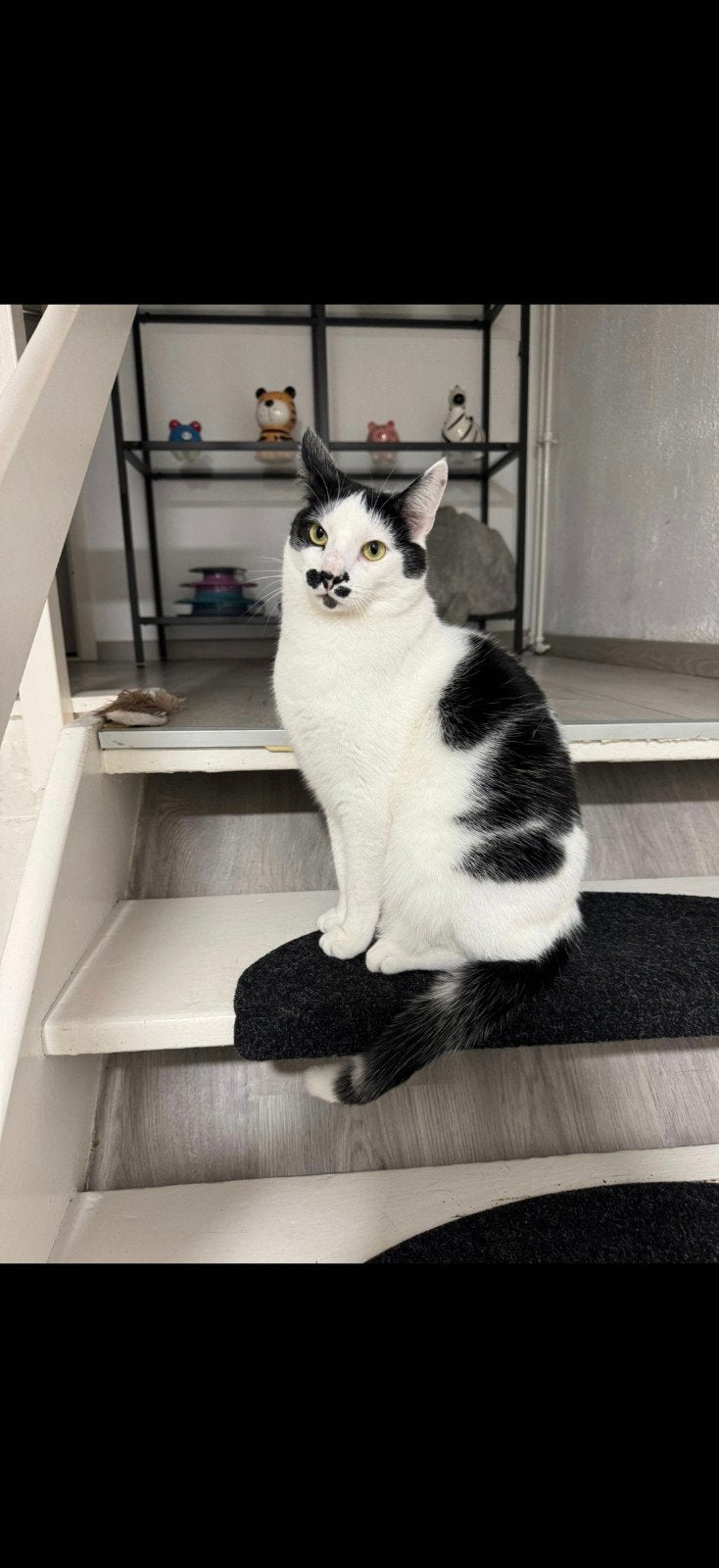 twee katers herplaatsing, Dieren en Toebehoren, Kater, Ontwormd, 0 tot 2 jaar