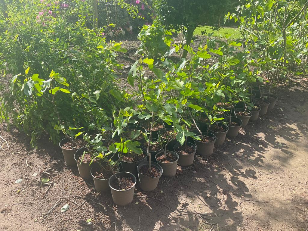 Vijgenplanten - Vijgenstruik - Ficus carica *Brown Turkey *, Ophalen, Overige soorten, Volle zon