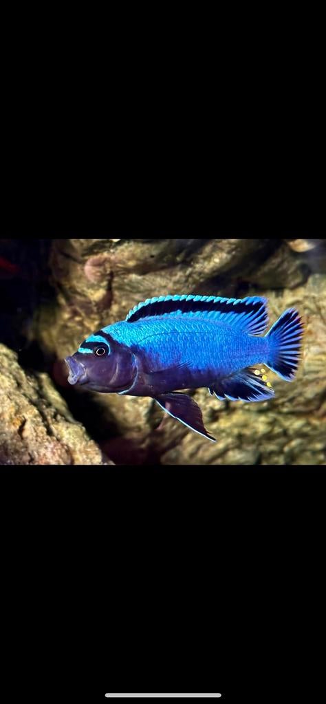 Metriaclima Koningsi Membe deep., Vis