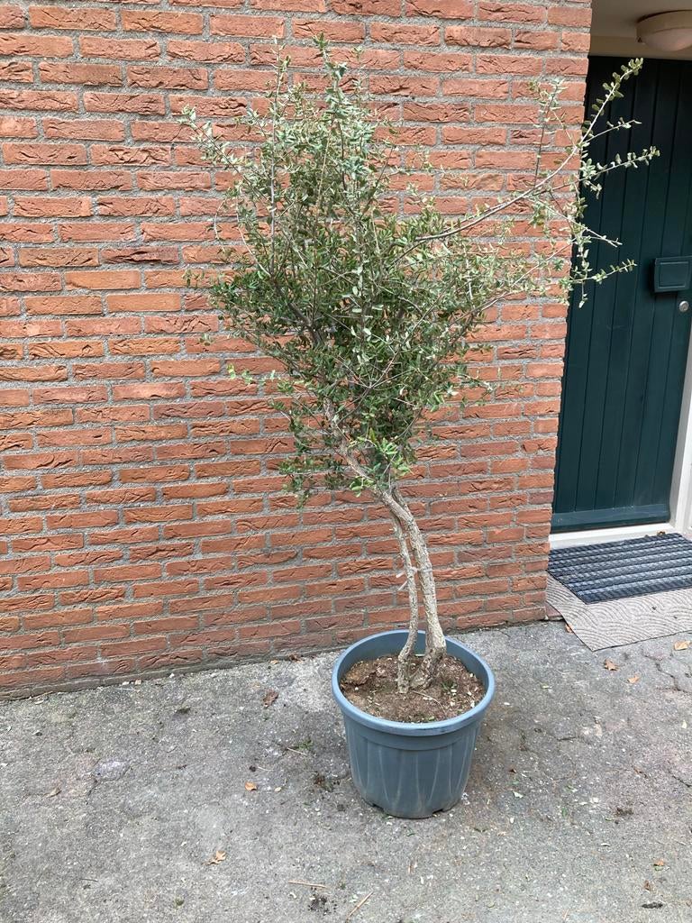 Kurkeik met 2 stammen, 170 cm hoog, Tuin en Terras, Planten | Bomen, Bloeit niet, Overige soorten, 100 tot 250 cm, Ophalen