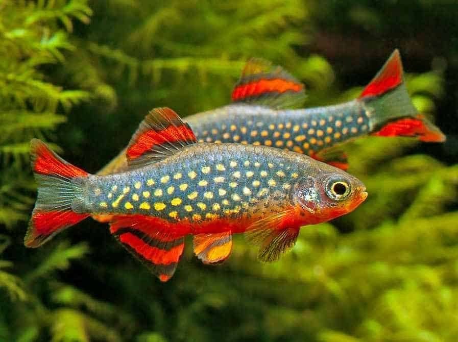 Rasbora galaxy, Dieren en Toebehoren, Vis