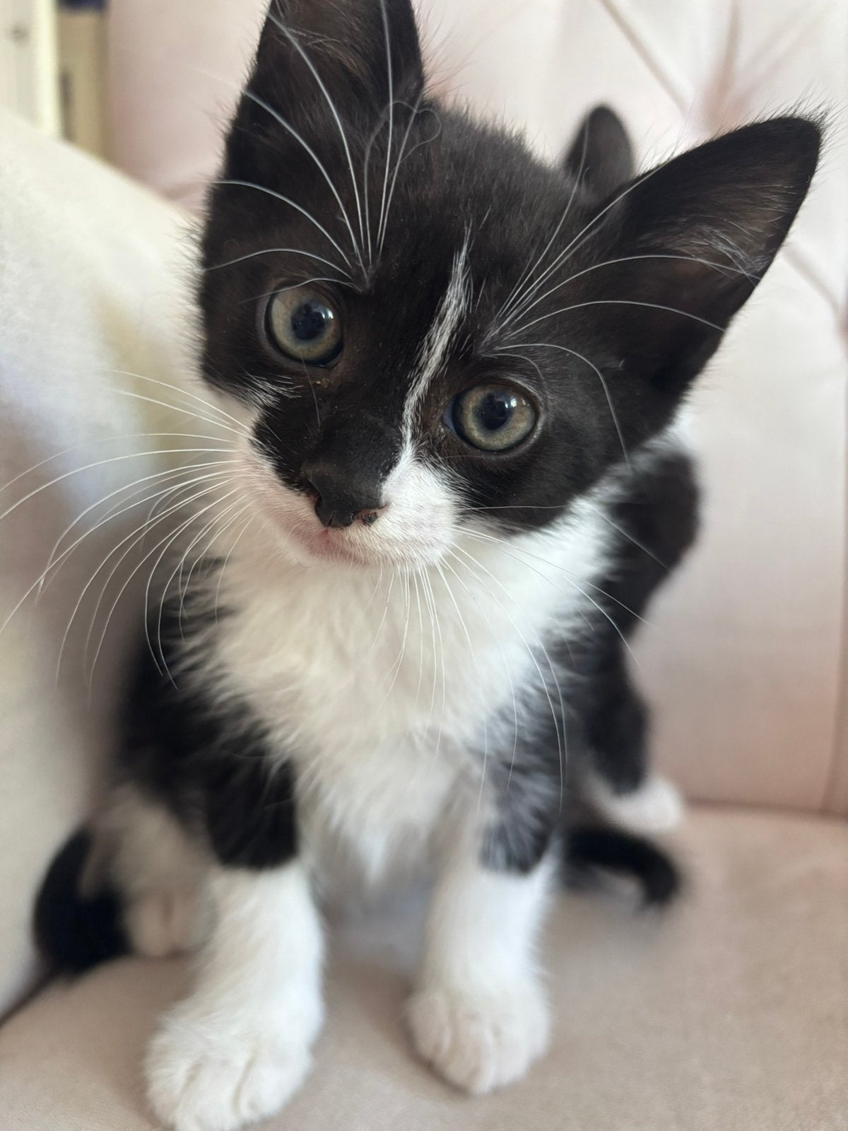 Gratis lief kitten, Dieren en Toebehoren, Kater
