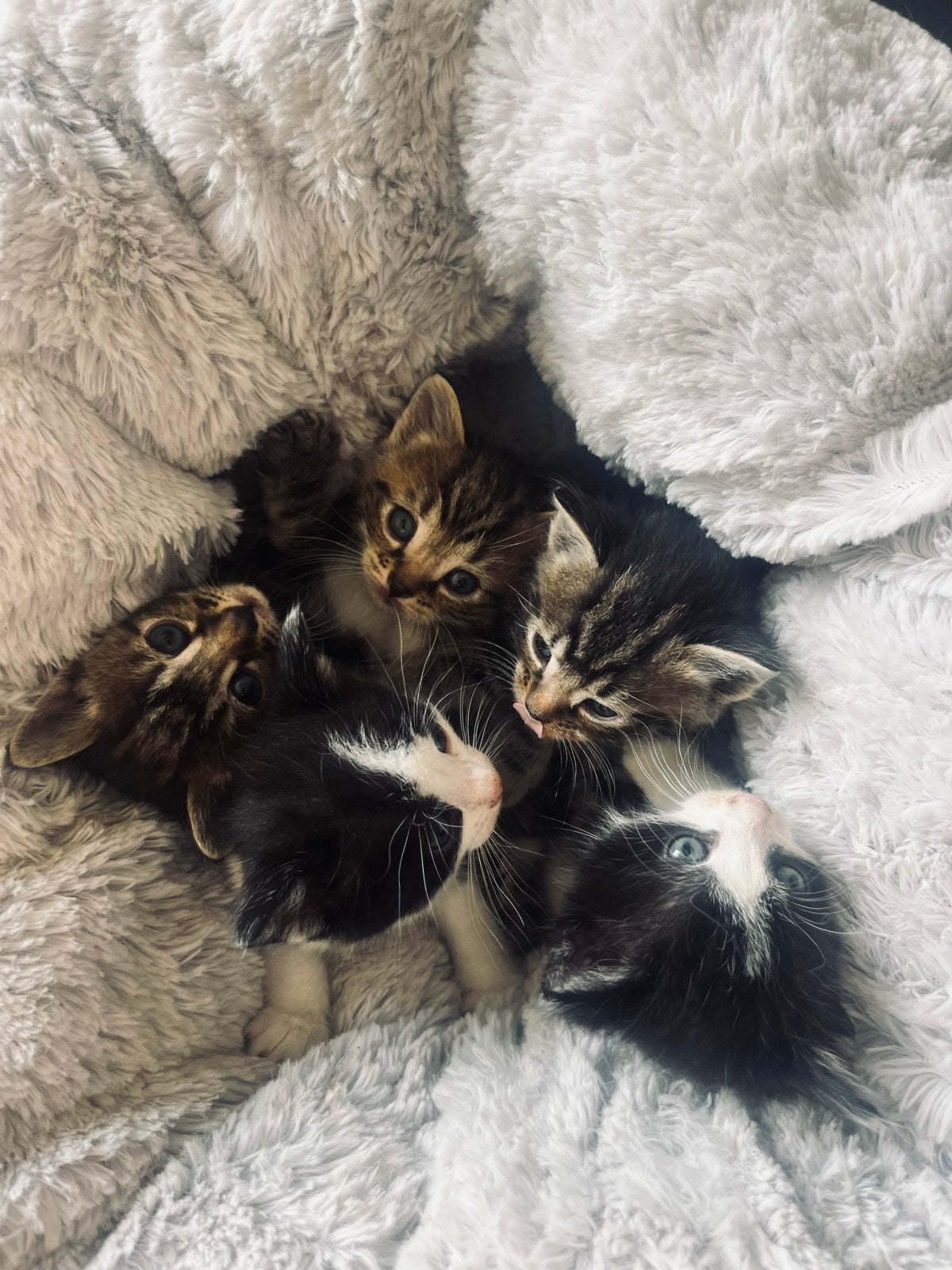 Kittens, Kater