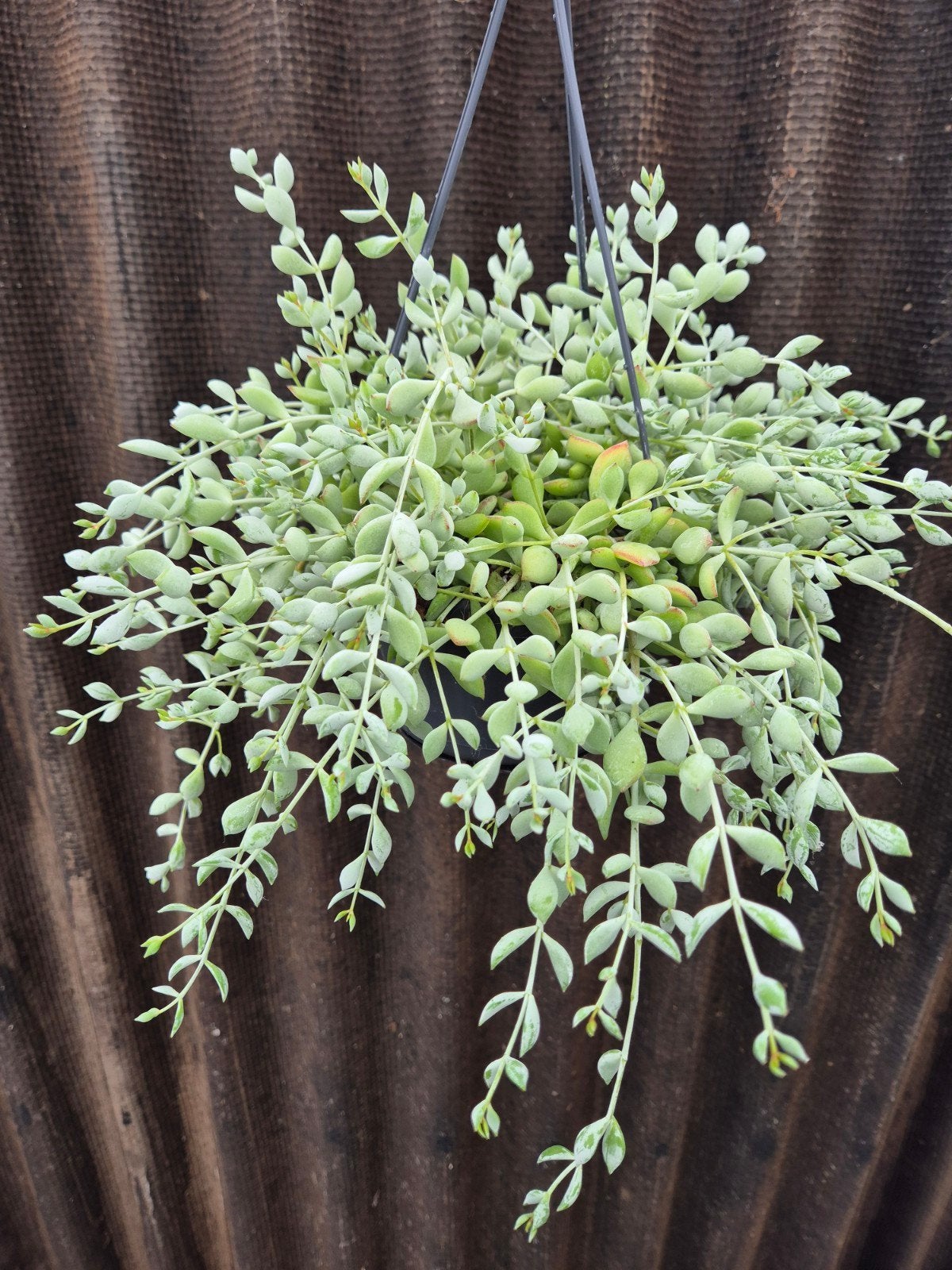 Cotyledon Pendens p14 (3)