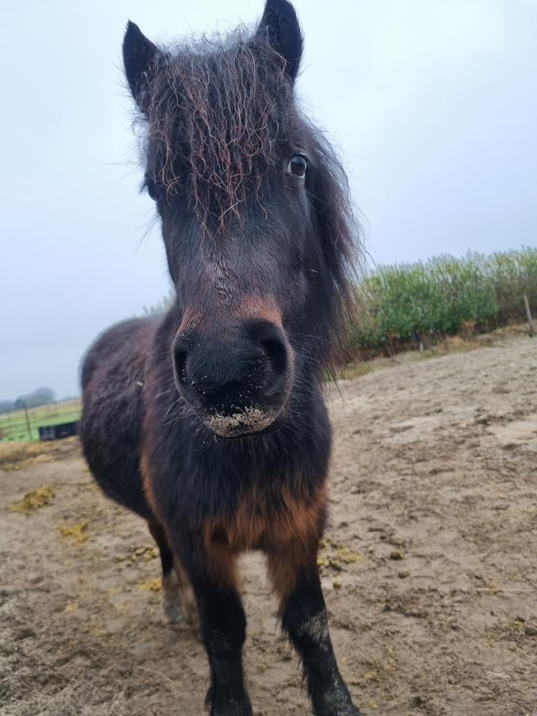 Pony, paarden Verzorger gezocht, Ophalen of Verzenden, Dressuur