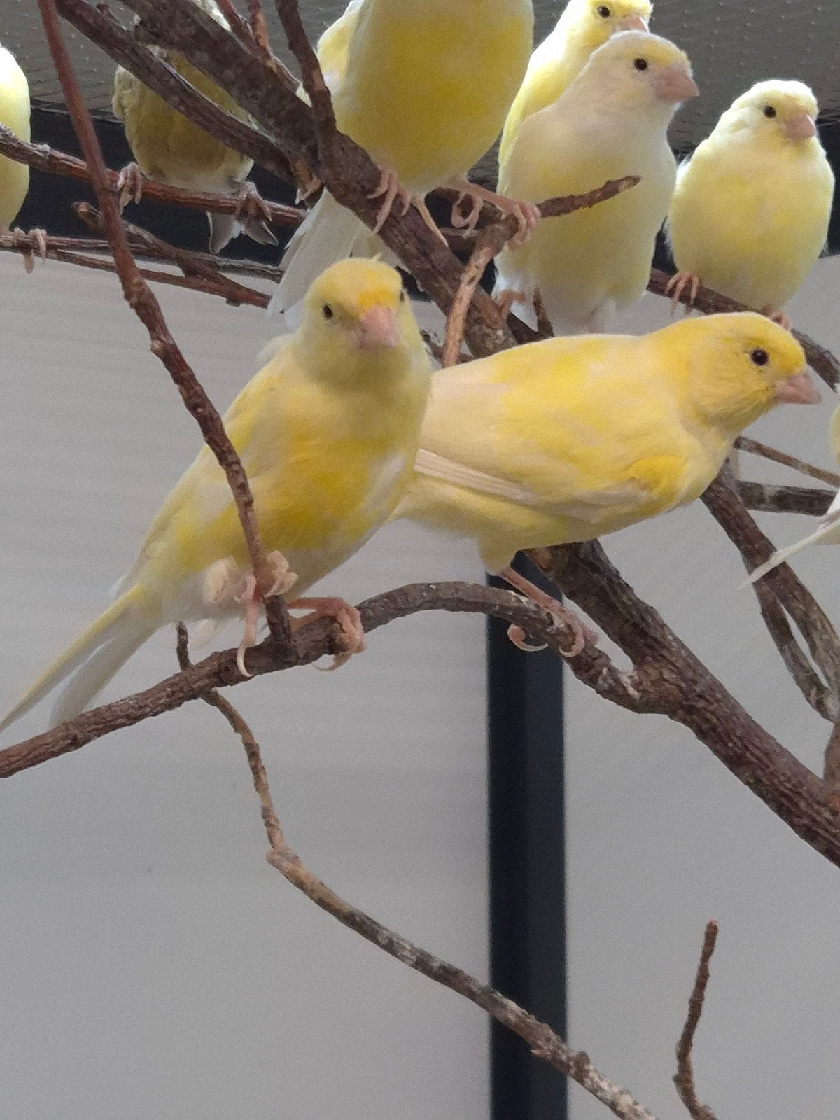 Jonge Kanaries, Dieren en Toebehoren, Vogels | Kanaries, Geslacht onbekend, Kleurkanarie