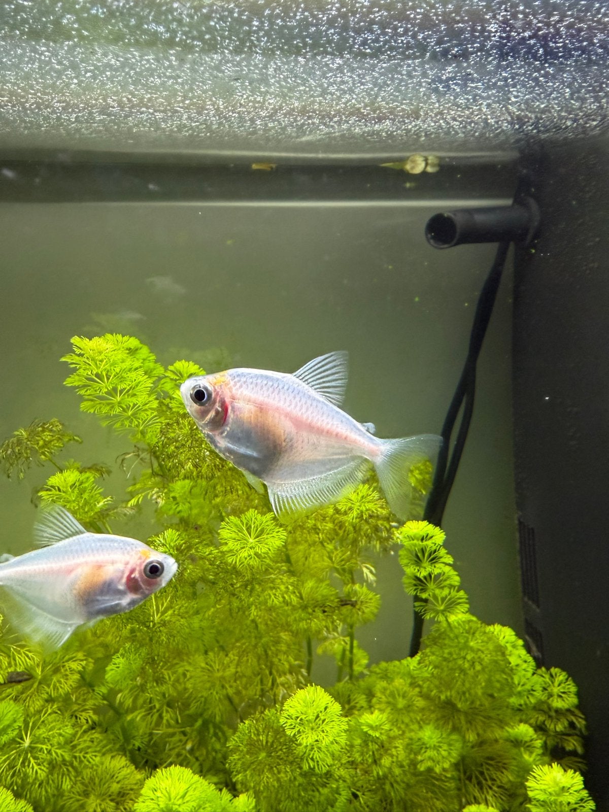 Witte tetra, Dieren en Toebehoren, Vis