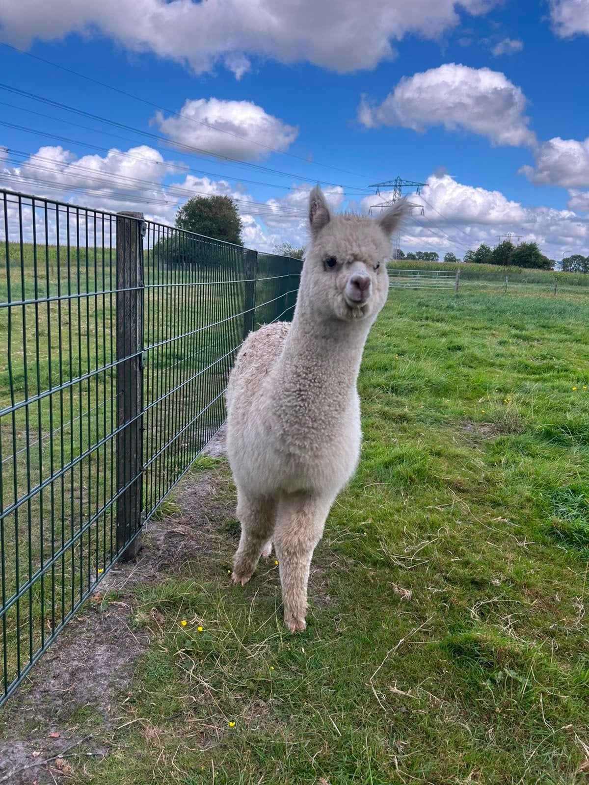 4 mooie alpaca bokjes, Februari, Mannelijk